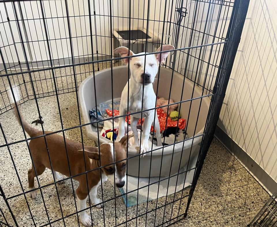 Puppies in a pen in Cat World